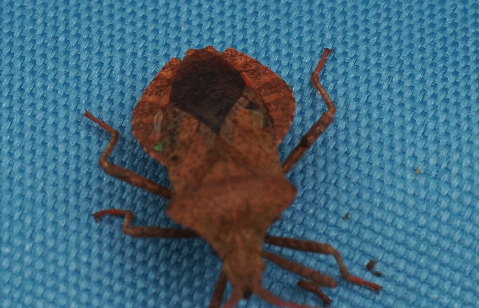 Coreus-marginatus